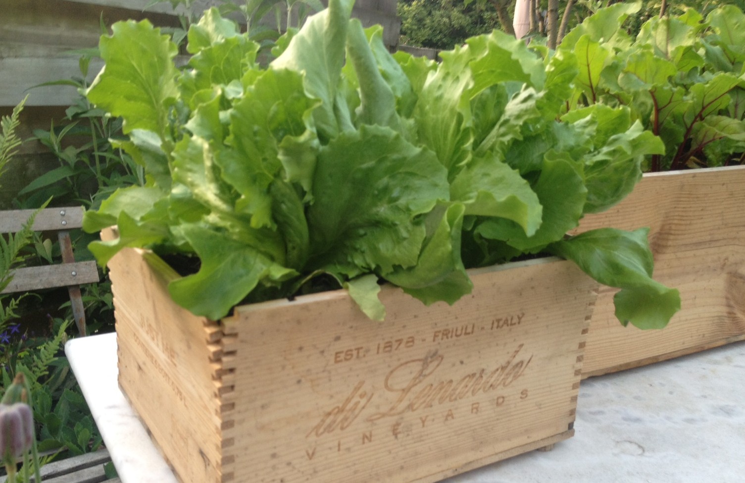 Wijnkistjes moestuin