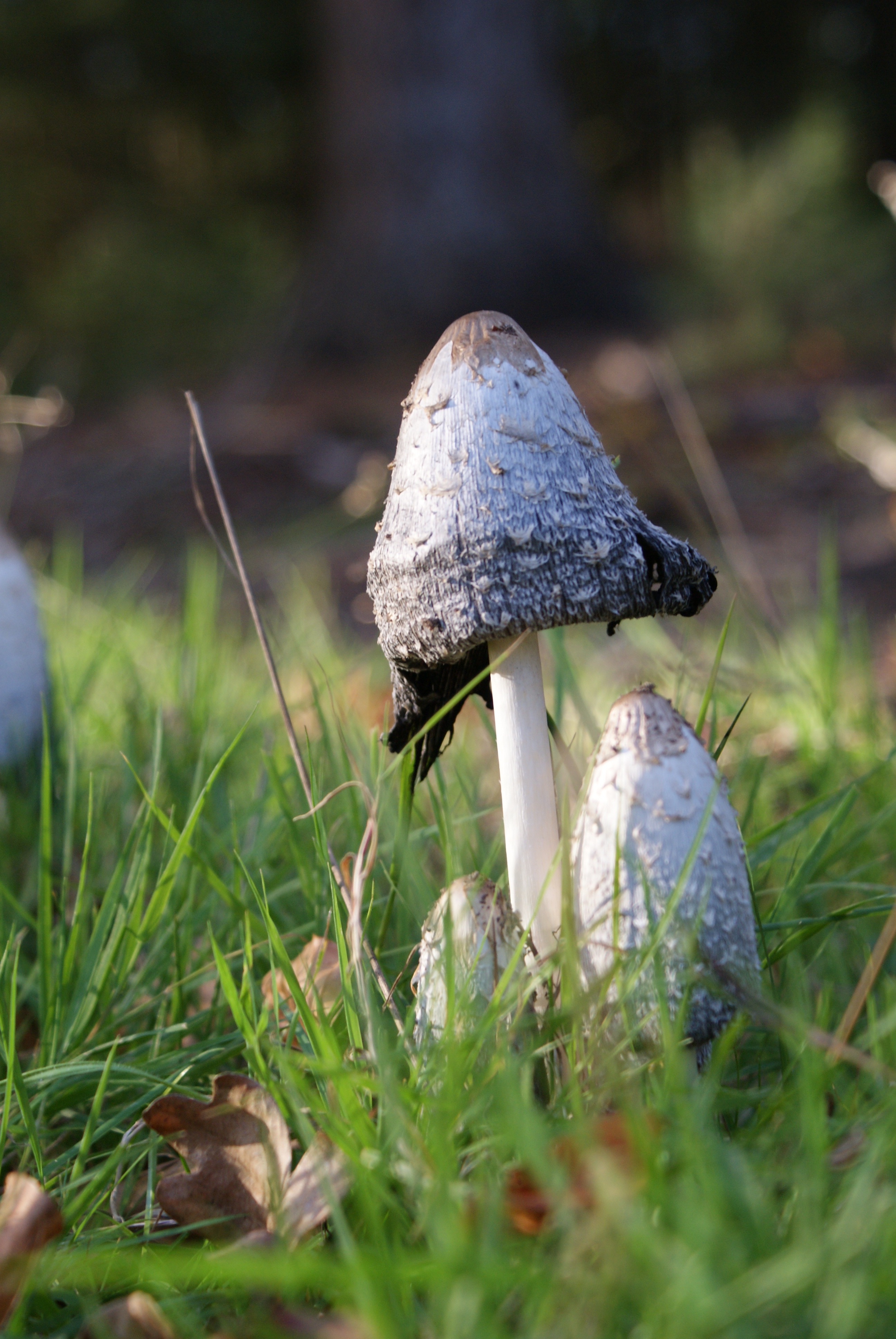 Herfst