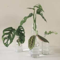 Oeps! Een nieuwe Groene hobby